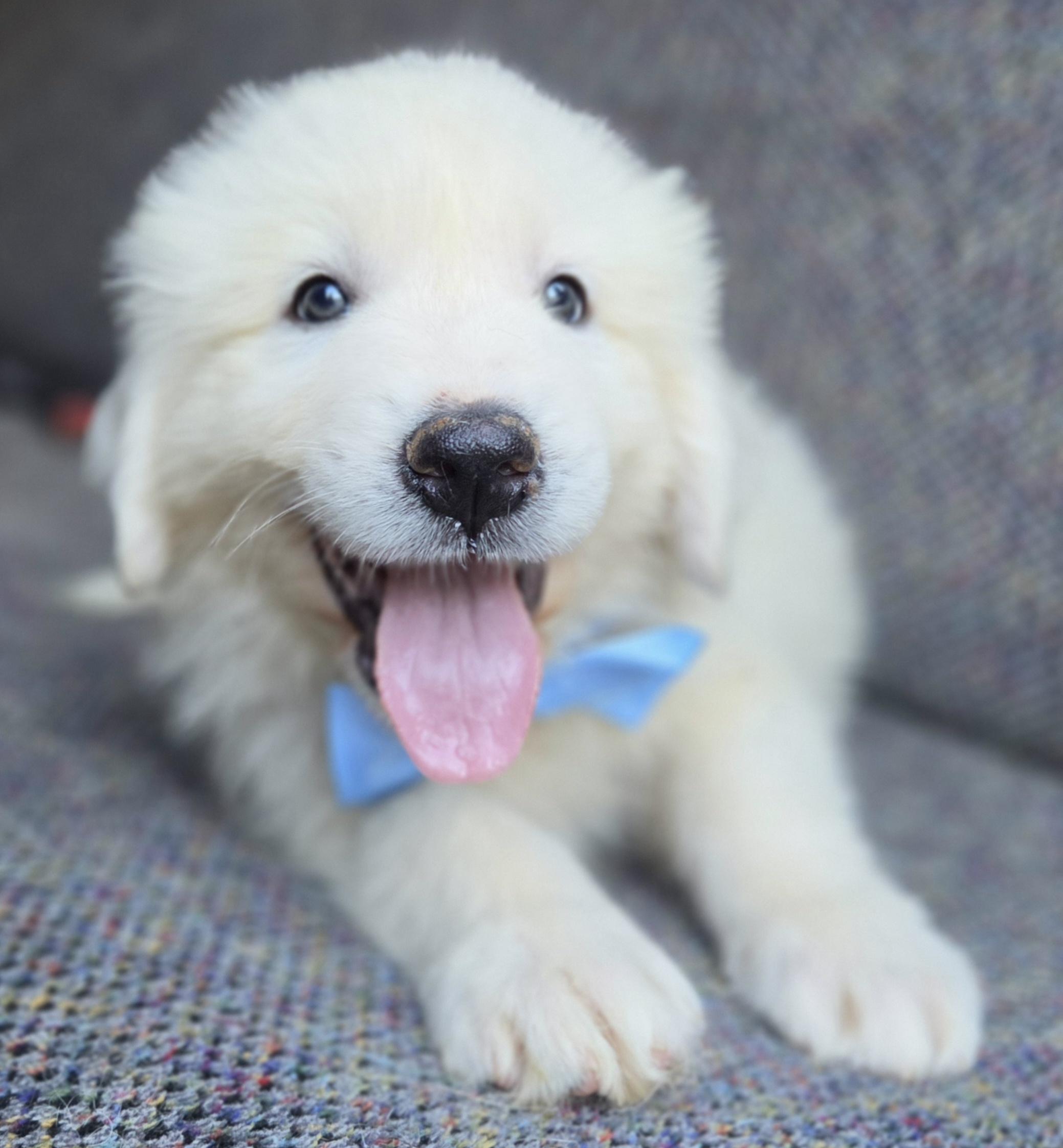 Enlarge Samson, a Adopted Great Pyrenees in Gilbert, SC image 6/6