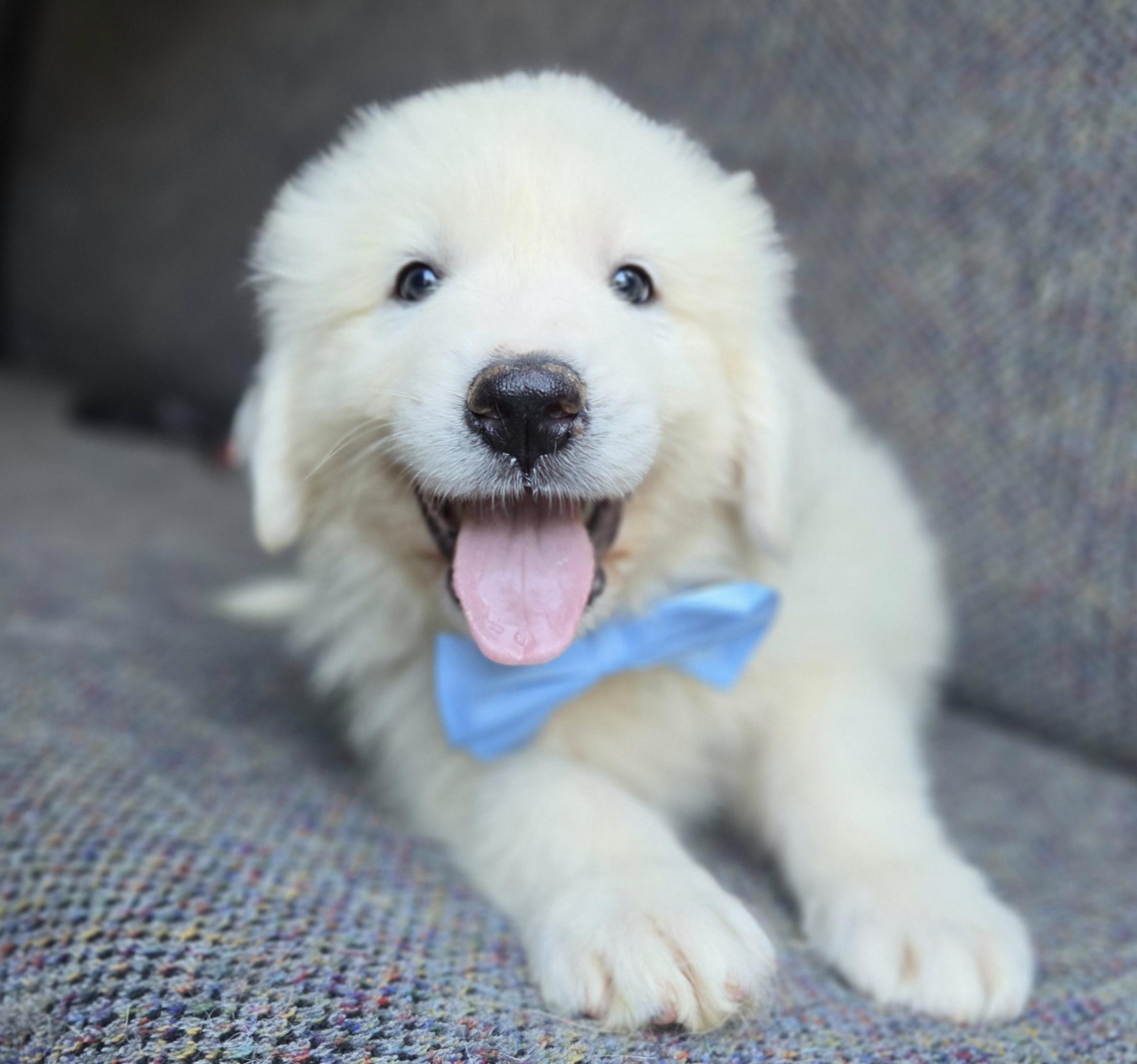Enlarge Samson, a Adopted Great Pyrenees in Gilbert, SC image 3/6