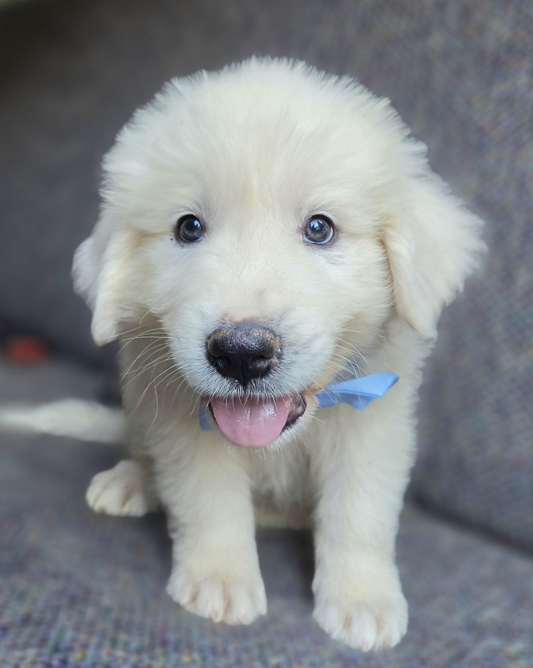 Enlarge Samson, a Adopted Great Pyrenees in Gilbert, SC image 4/6