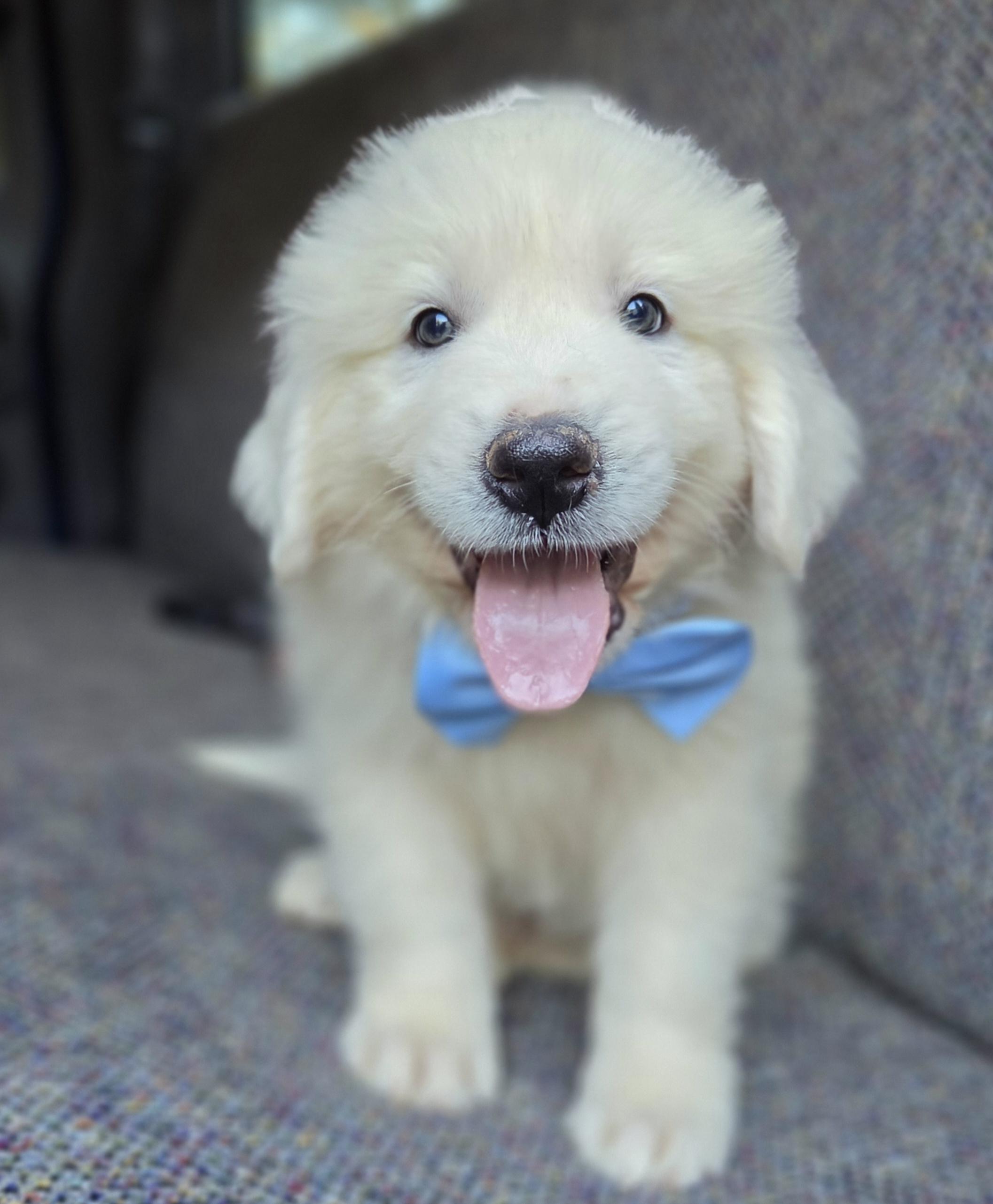 Samson, Adopted, Puppy Male Great Pyrenees.