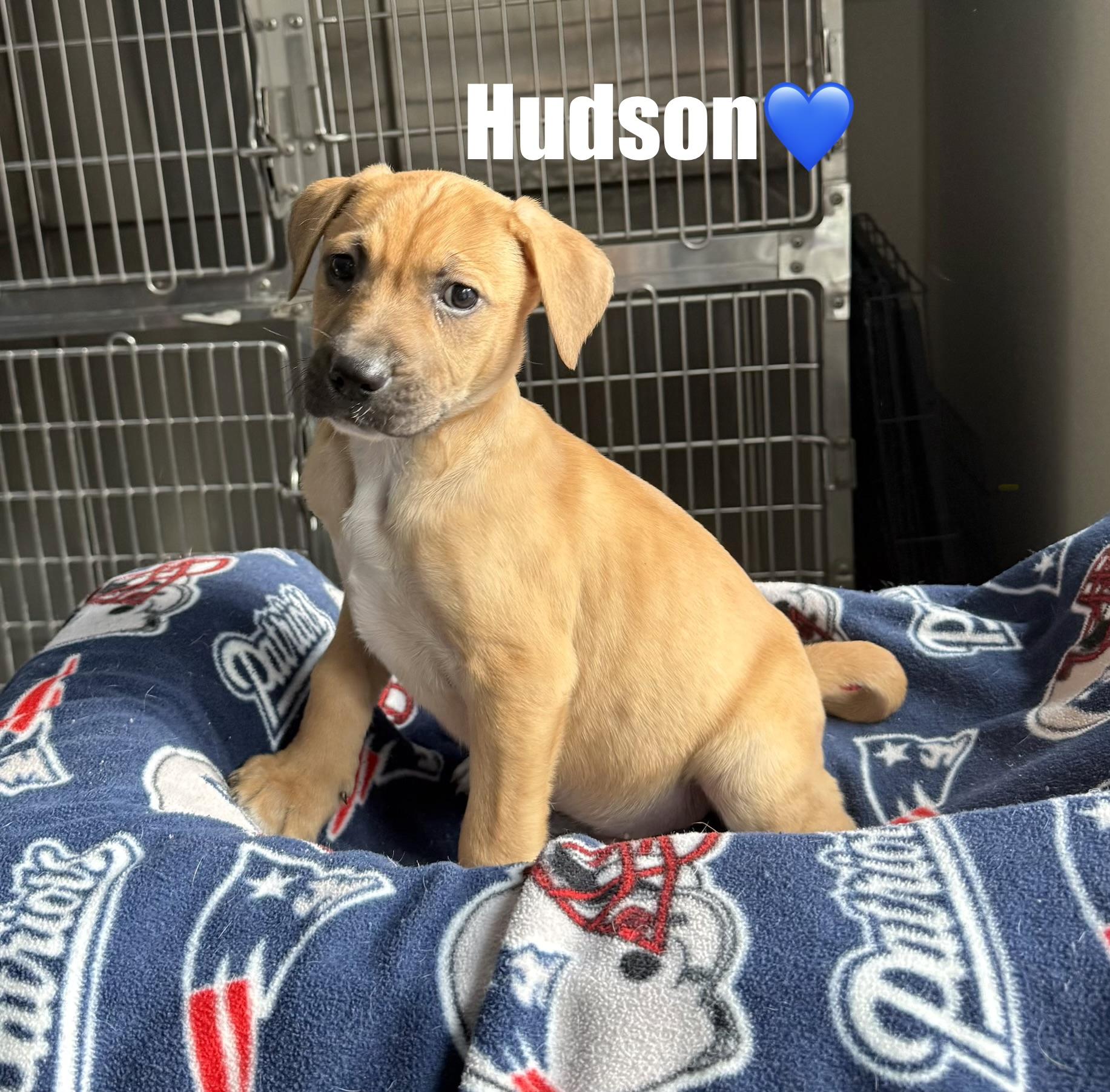 Hudson, a ADOPTABLE mixed breed in Douglas, MA image 3/4