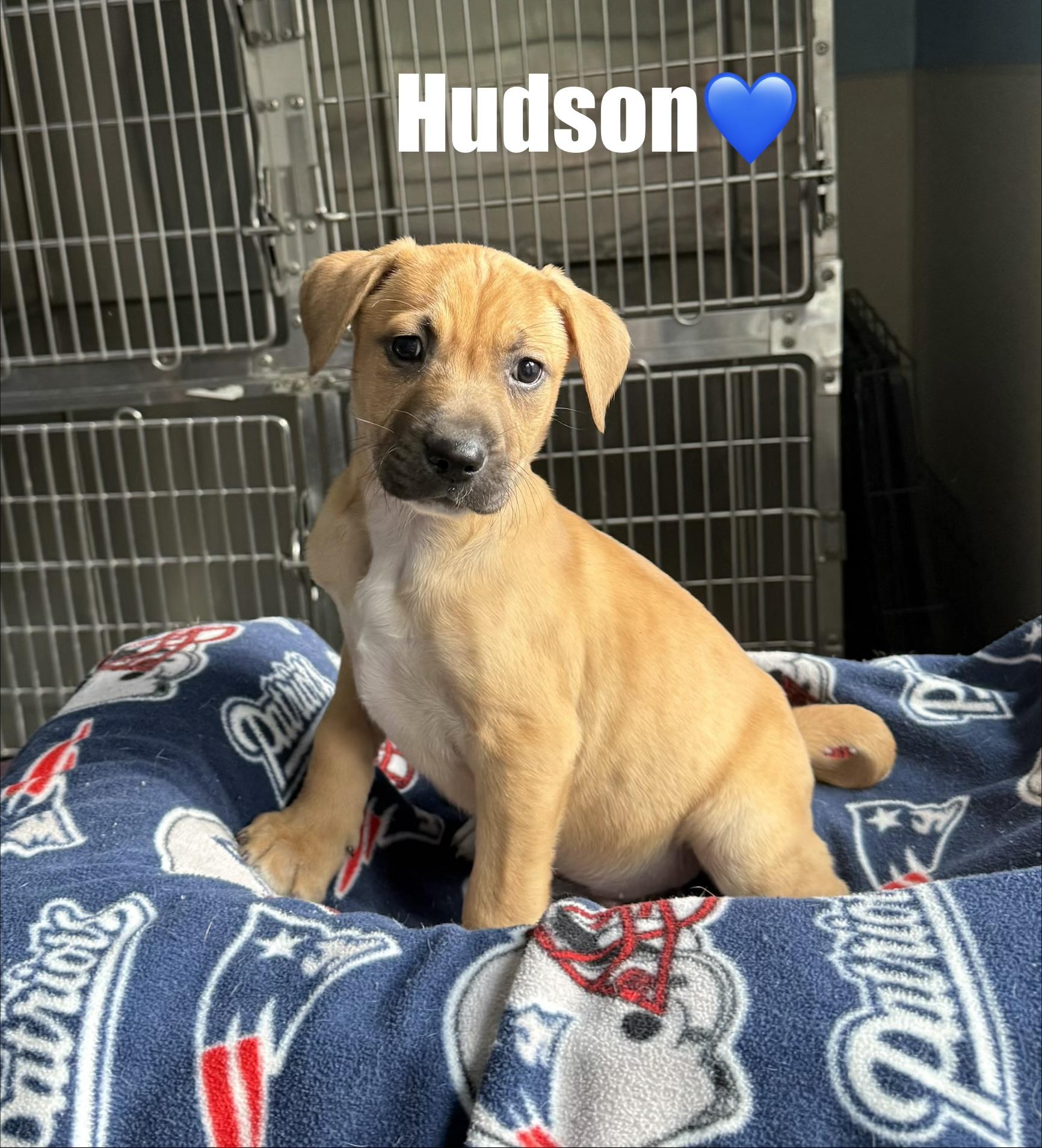Hudson, a ADOPTABLE mixed breed in Douglas, MA image 4/4