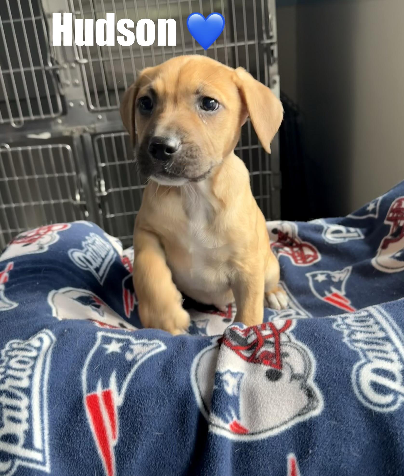 Hudson, ADOPTABLE, Puppy Male Mixed Breed.