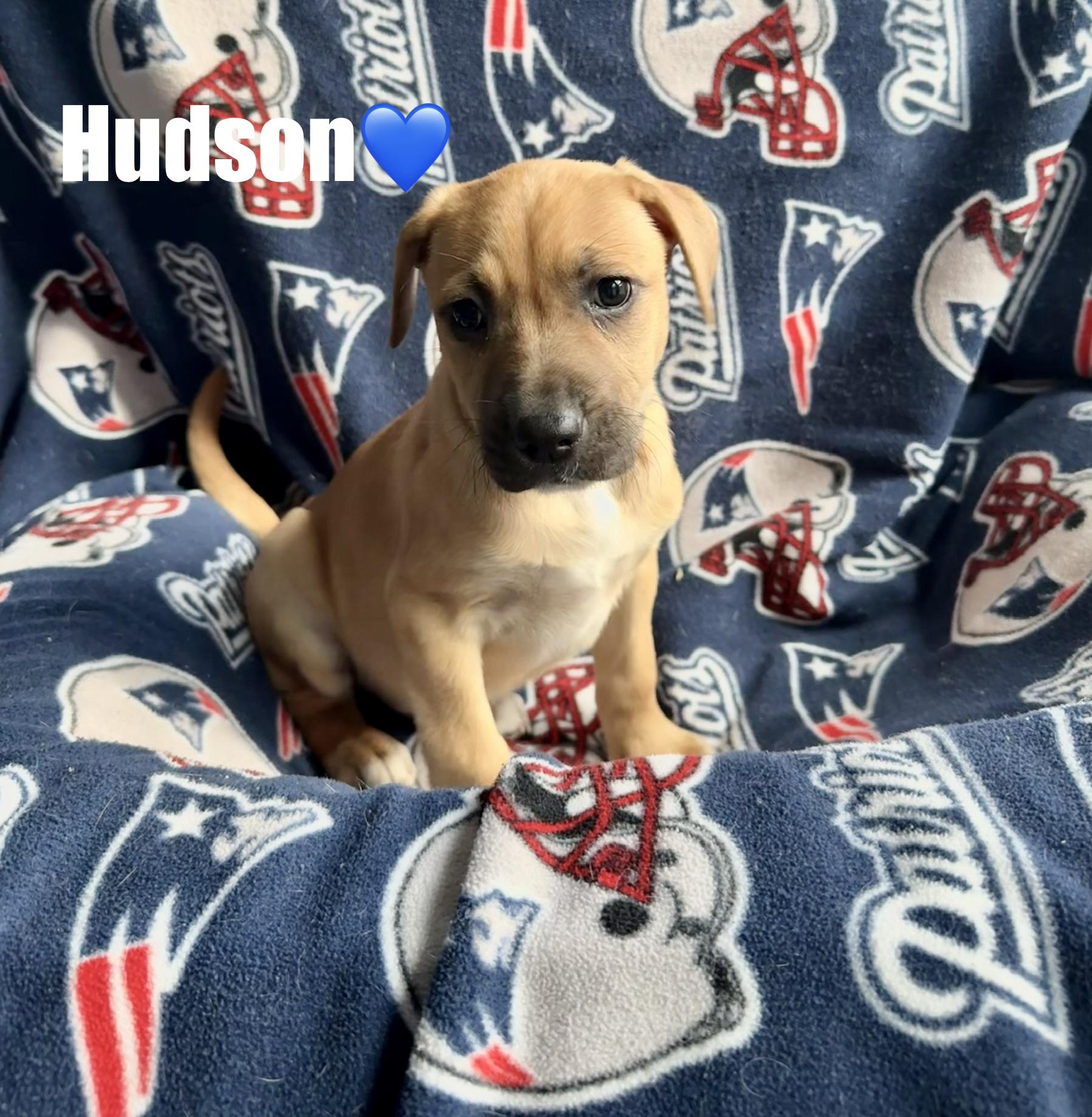Hudson, a ADOPTABLE mixed breed in Douglas, MA image 2/4