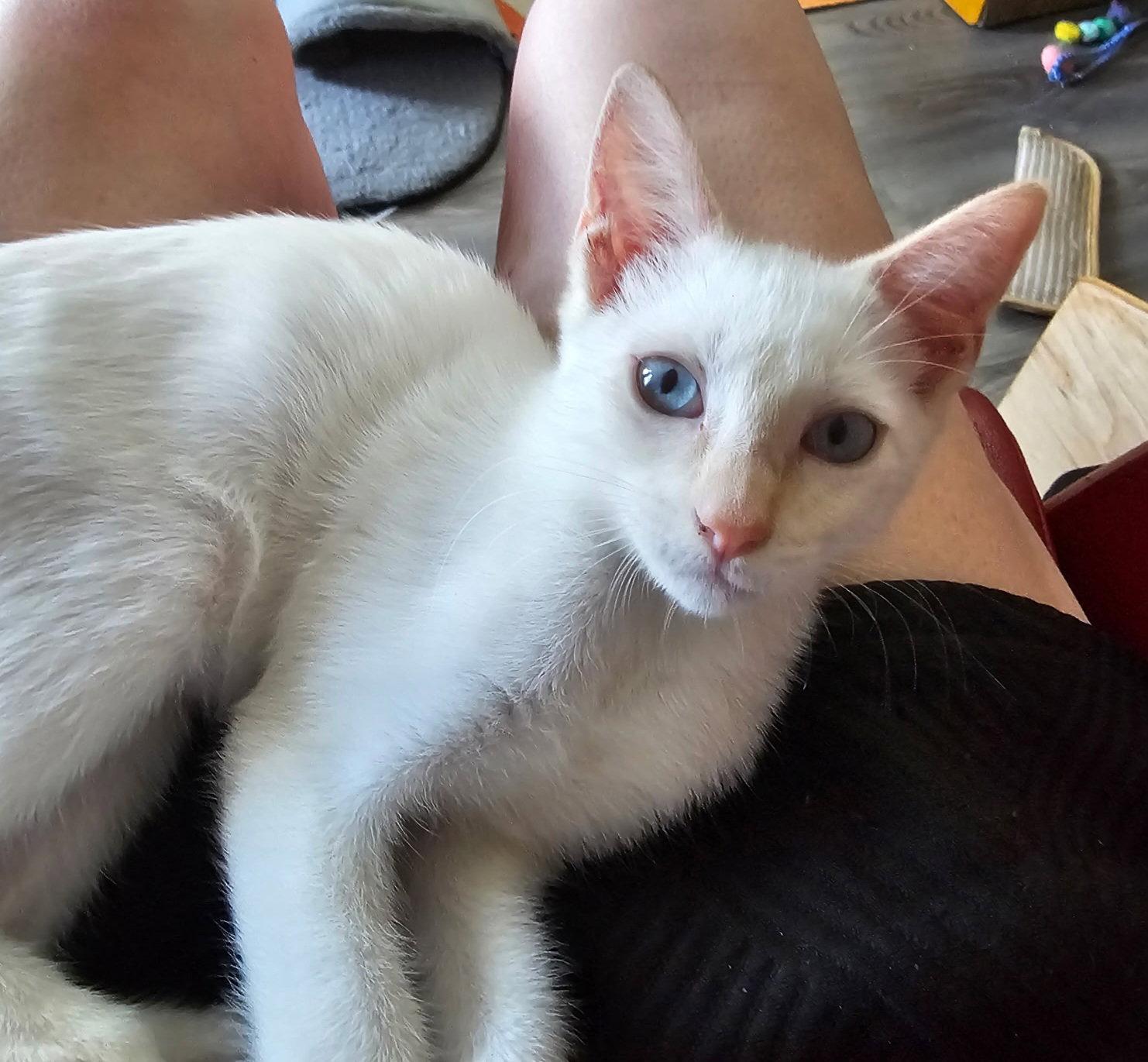 Enlarge NIMBUS, a Adoptable mixed breed in San Antonio, TX image 2/3