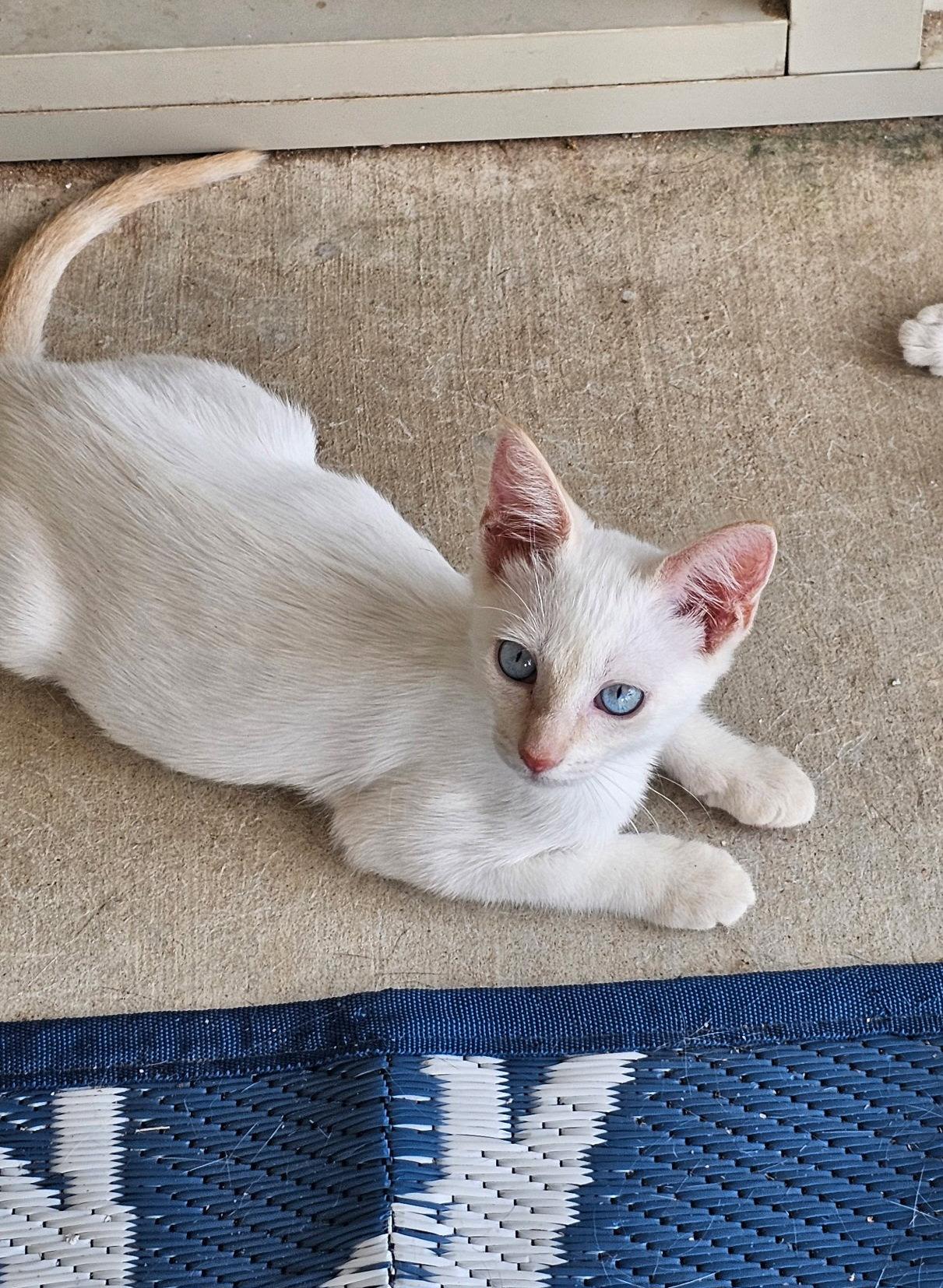 Enlarge NIMBUS, a Adoptable mixed breed in San Antonio, TX image 3/3