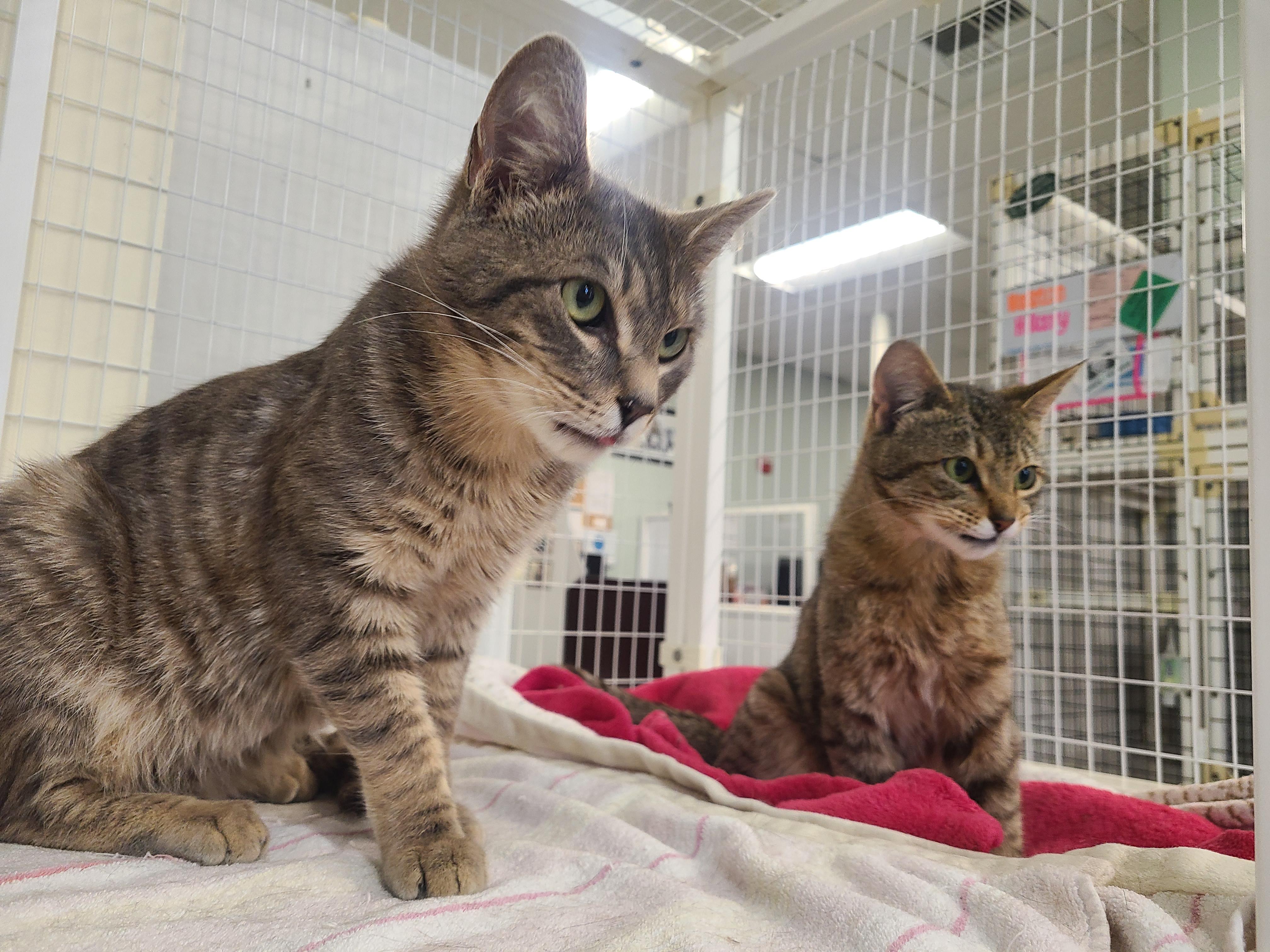 Enlarge Keaton & Kyler, an adopted Domestic Short Hair in Kirkland, WA image 3/3