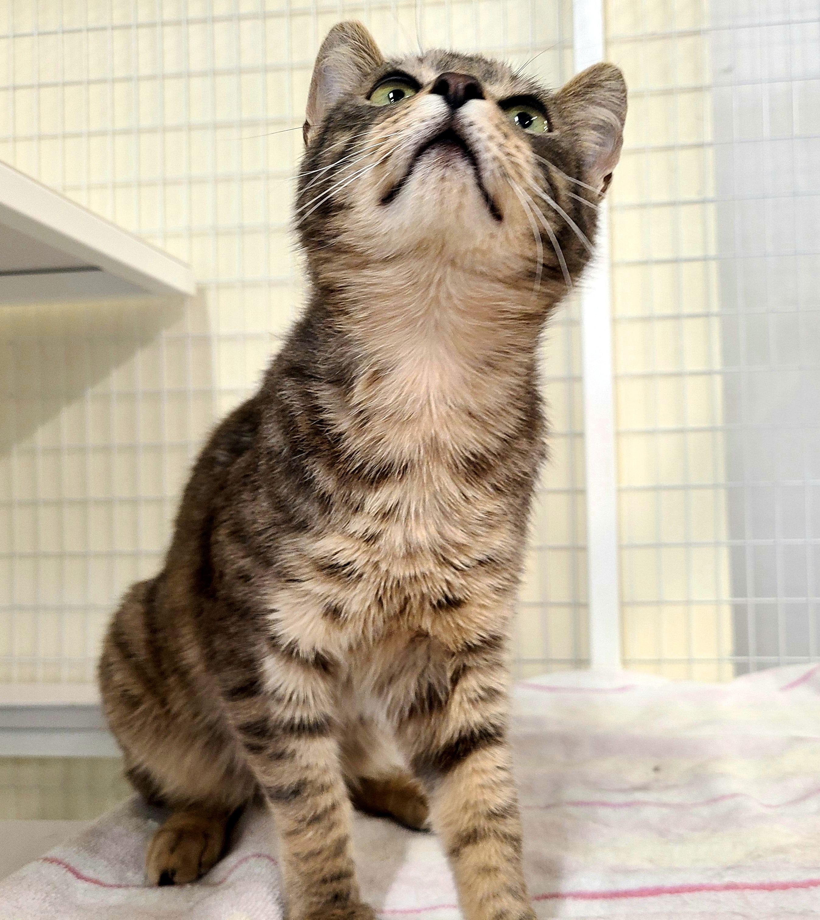 Enlarge Keaton & Kyler, an adopted Domestic Short Hair in Kirkland, WA image 2/3