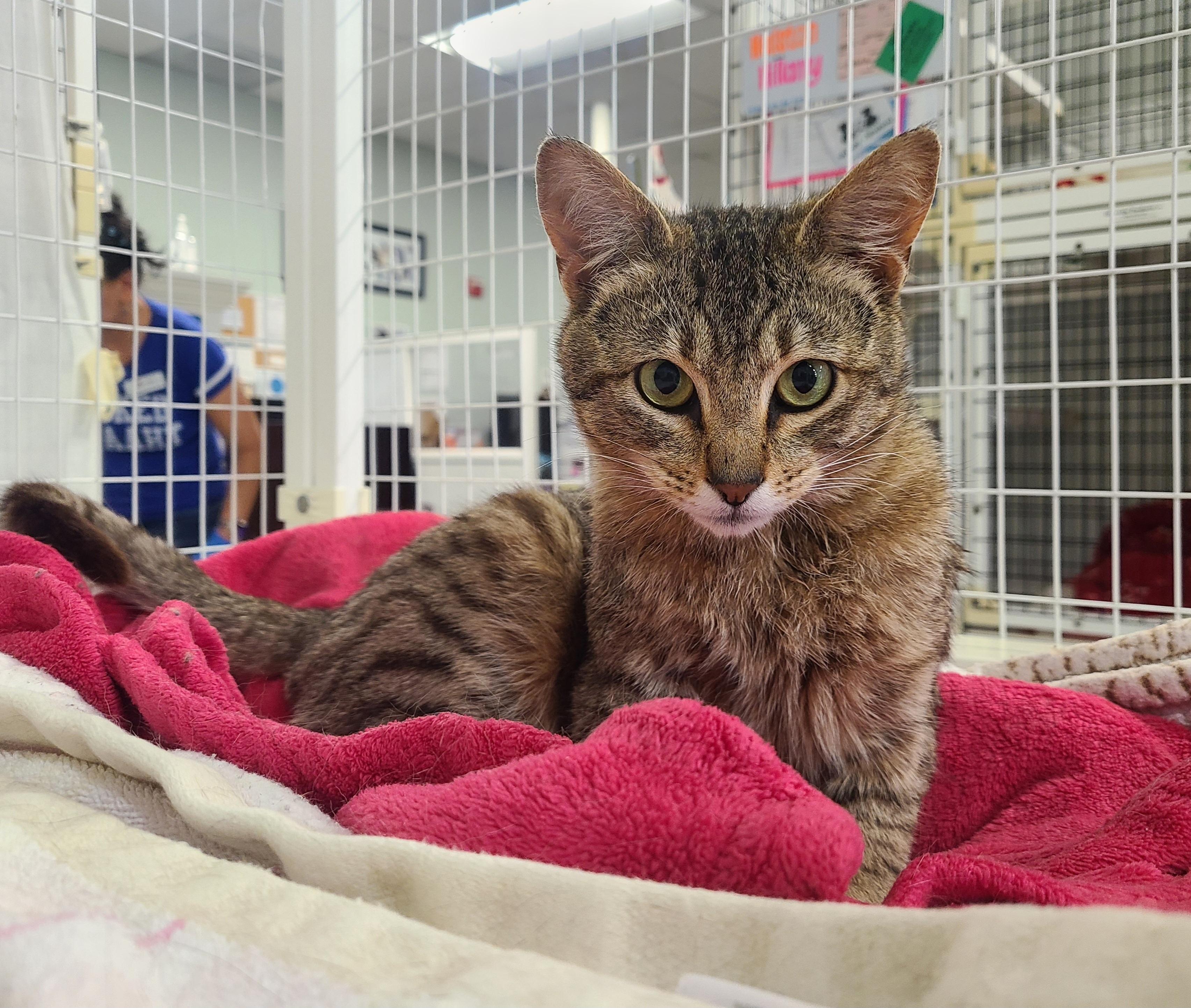 Keaton & Kyler, adopted, Kitten Male Domestic Short Hair.
