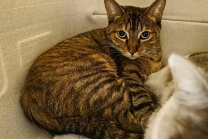 Lucille, Adoptable, Adult Female Domestic Short Hair & Domestic Short Hair.