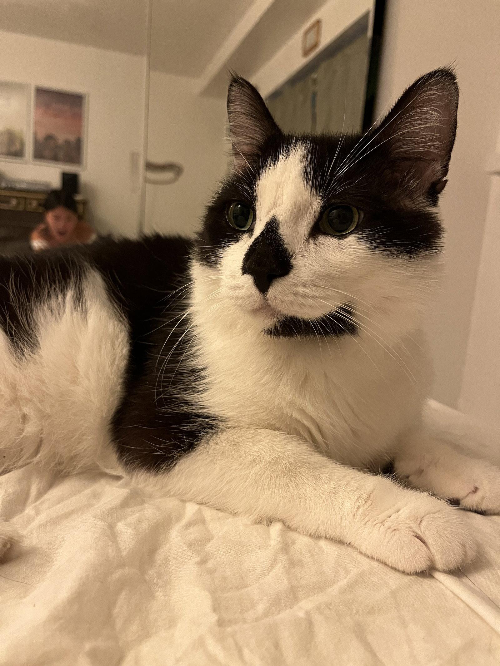 Enlarge Patchouli, a Adoptable Domestic Short Hair in Somerville, MA image 1/3