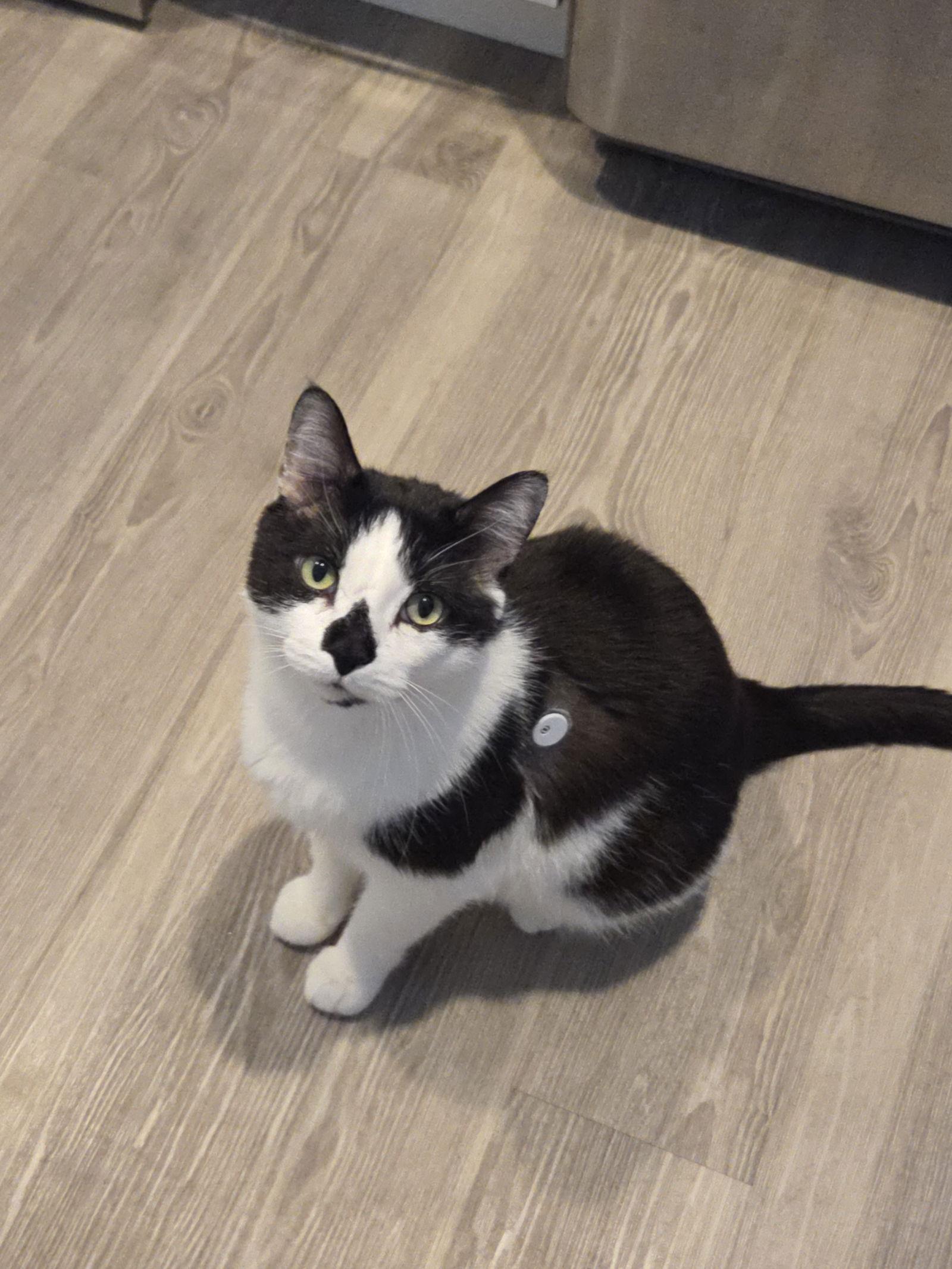 Patchouli, Adoptable, Senior Male Domestic Short Hair.