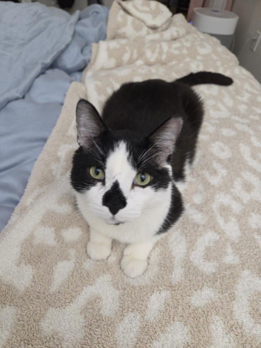 Enlarge Patchouli, a Adoptable Domestic Short Hair in Somerville, MA image 2/3