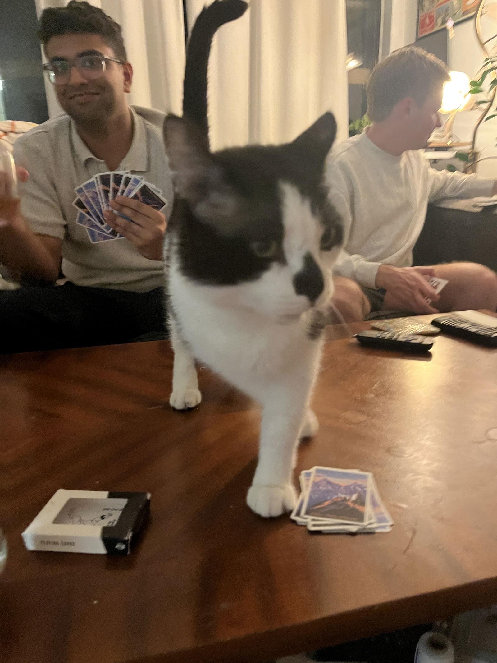 Enlarge Patchouli, a Adoptable Domestic Short Hair in Somerville, MA image 3/3