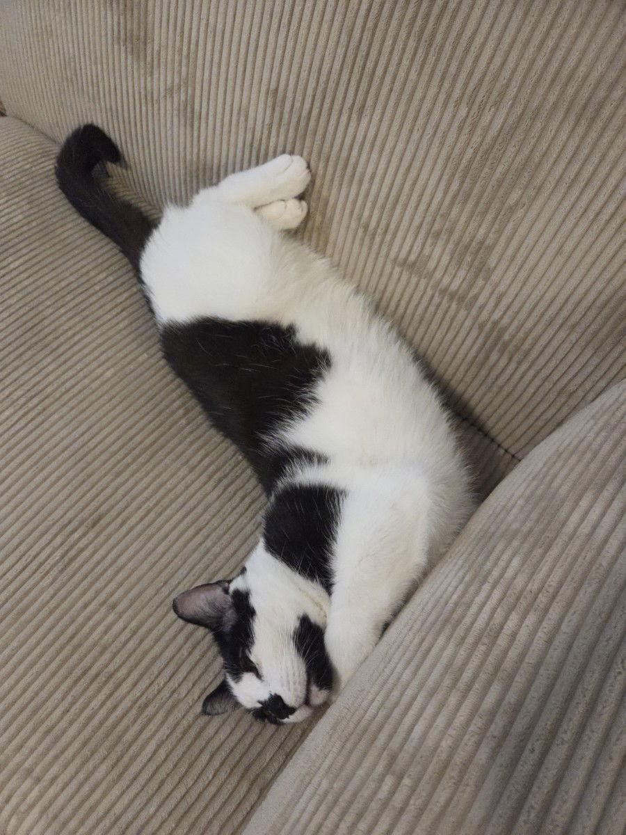 Enlarge Patchouli, a Adoptable Domestic Short Hair in Somerville, MA image 3/3