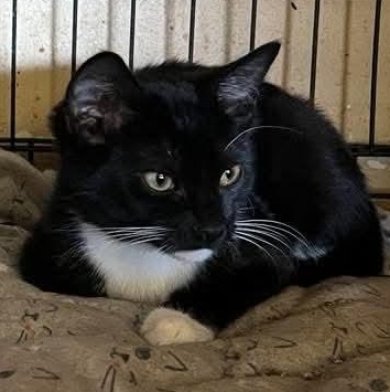 Beatle, Adoptable, Kitten Female Domestic Short Hair.