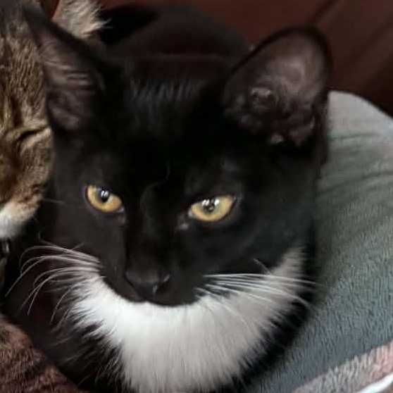 Enlarge Beatle, a Adoptable Domestic Short Hair in Eureka, CA image 2/2