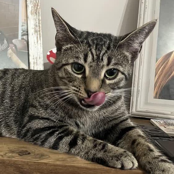 Rory, Adoptable, Young Female Domestic Short Hair.