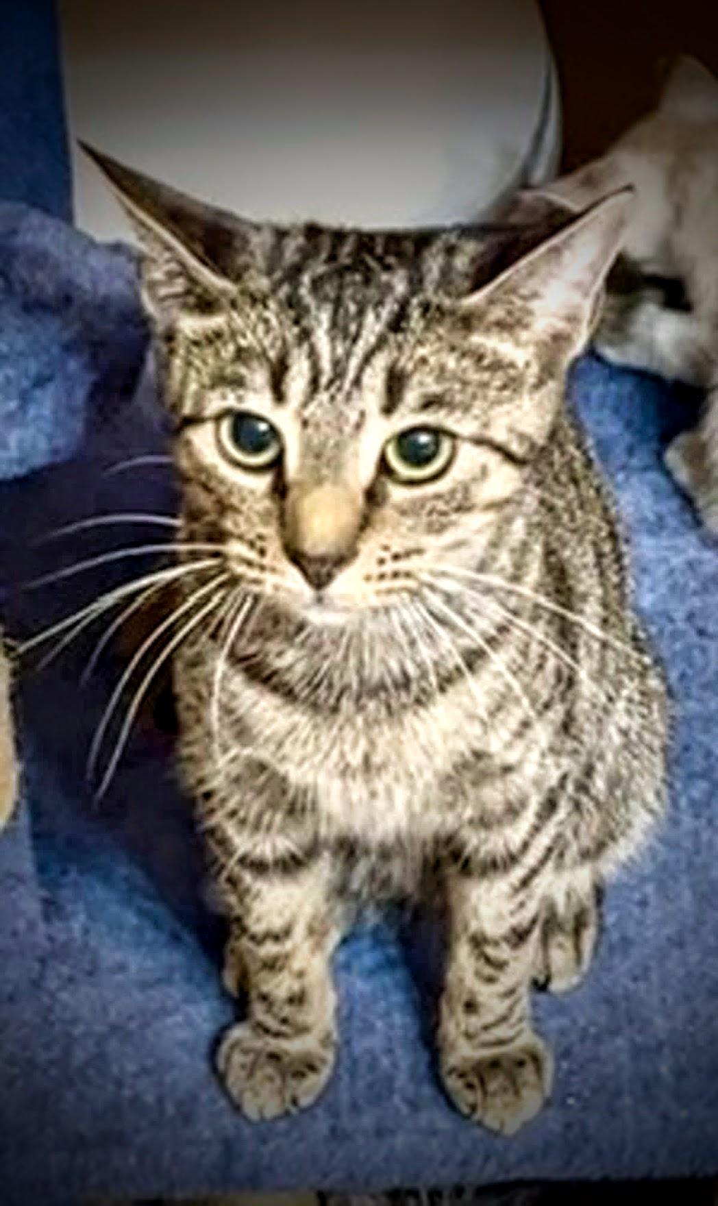 Enlarge Rory, a Adoptable Domestic Short Hair in Murfreesboro, TN image 2/2