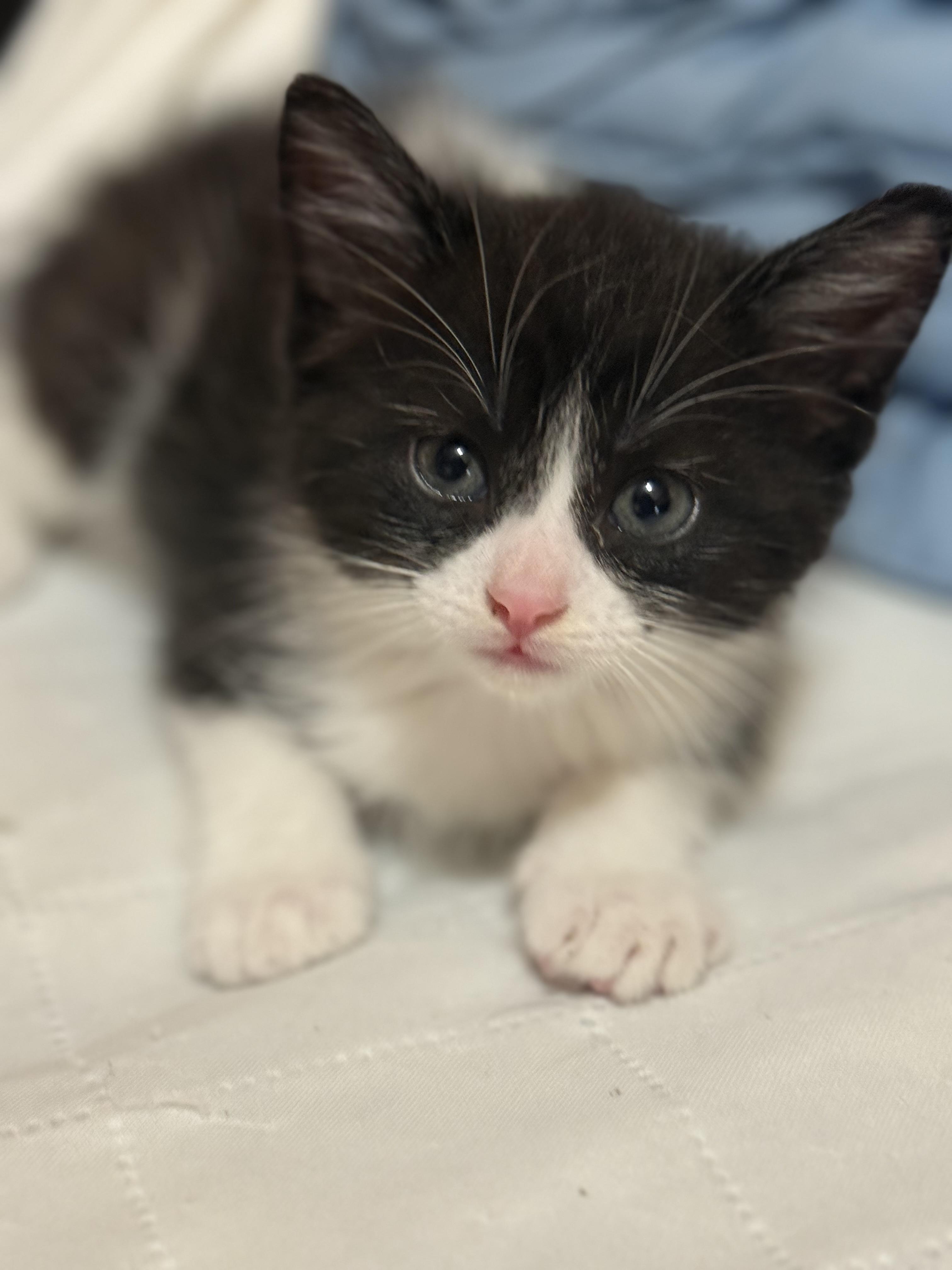 Crystyna, an adoptable Domestic Medium Hair in Chisholm, MN, 55719 | Photo Image 1