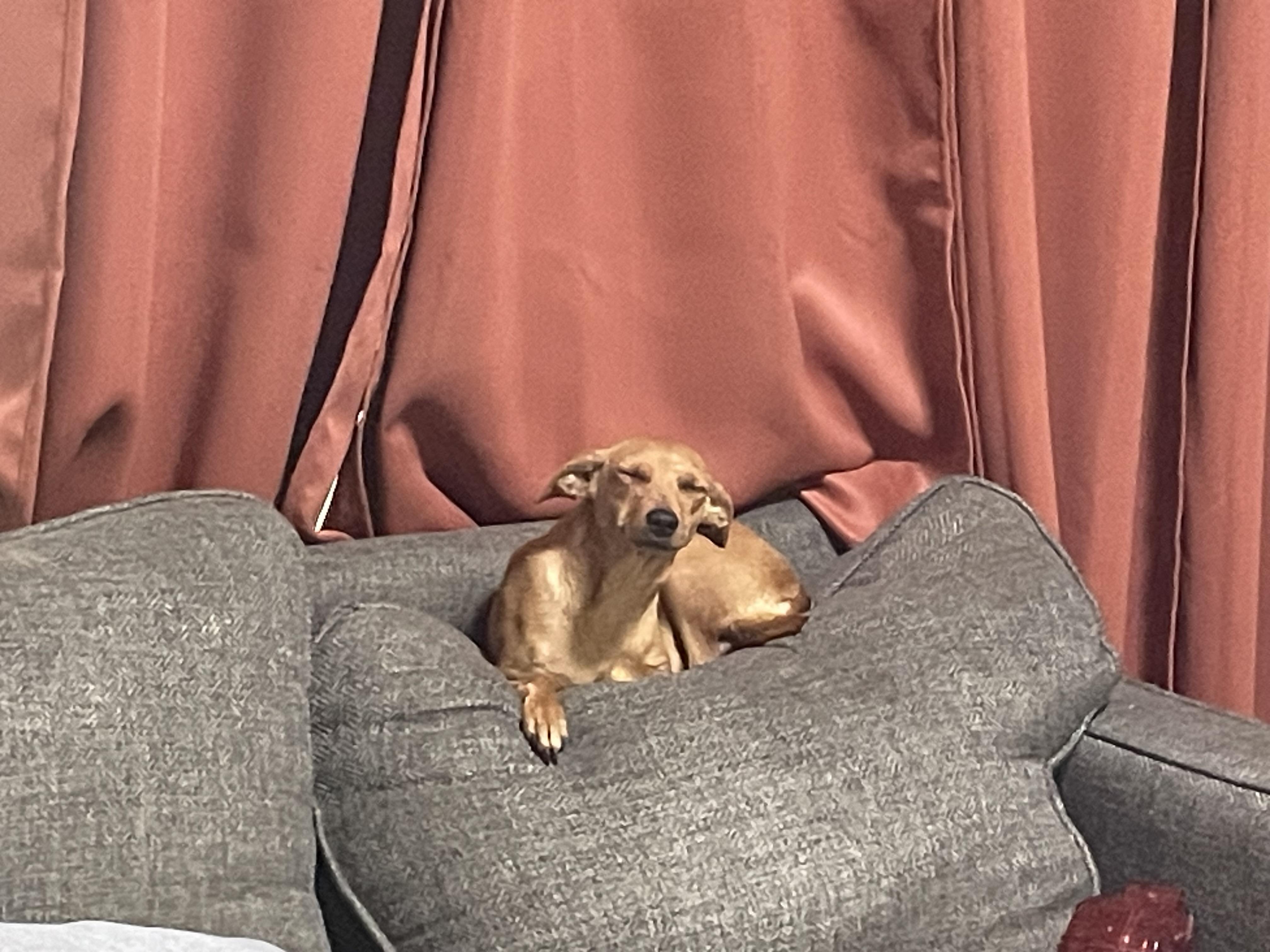 Enlarge Jovi, an adopted mixed breed in Calera, AL image 2/3