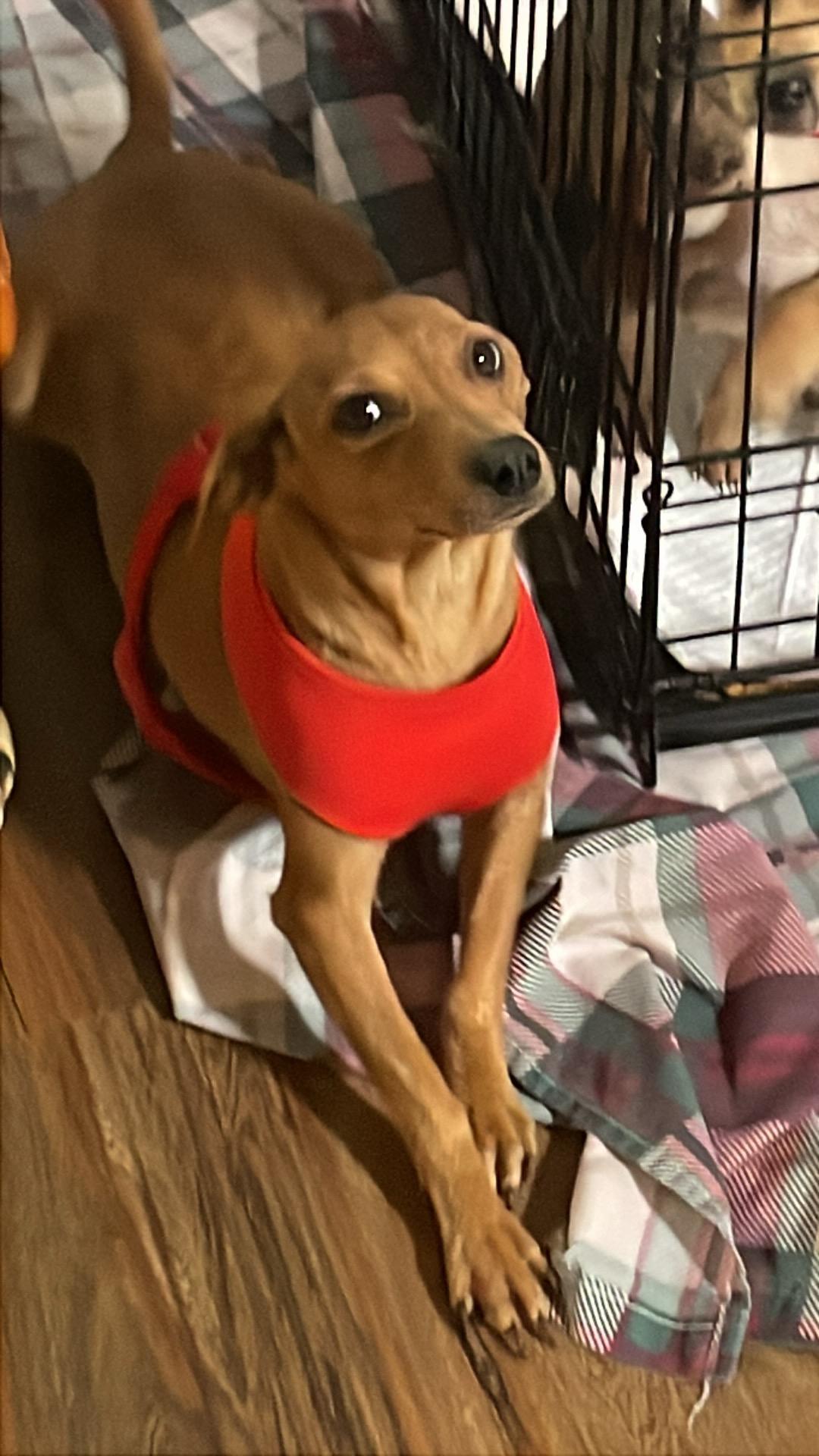 Jovi, adopted, Adult Female Chihuahua.