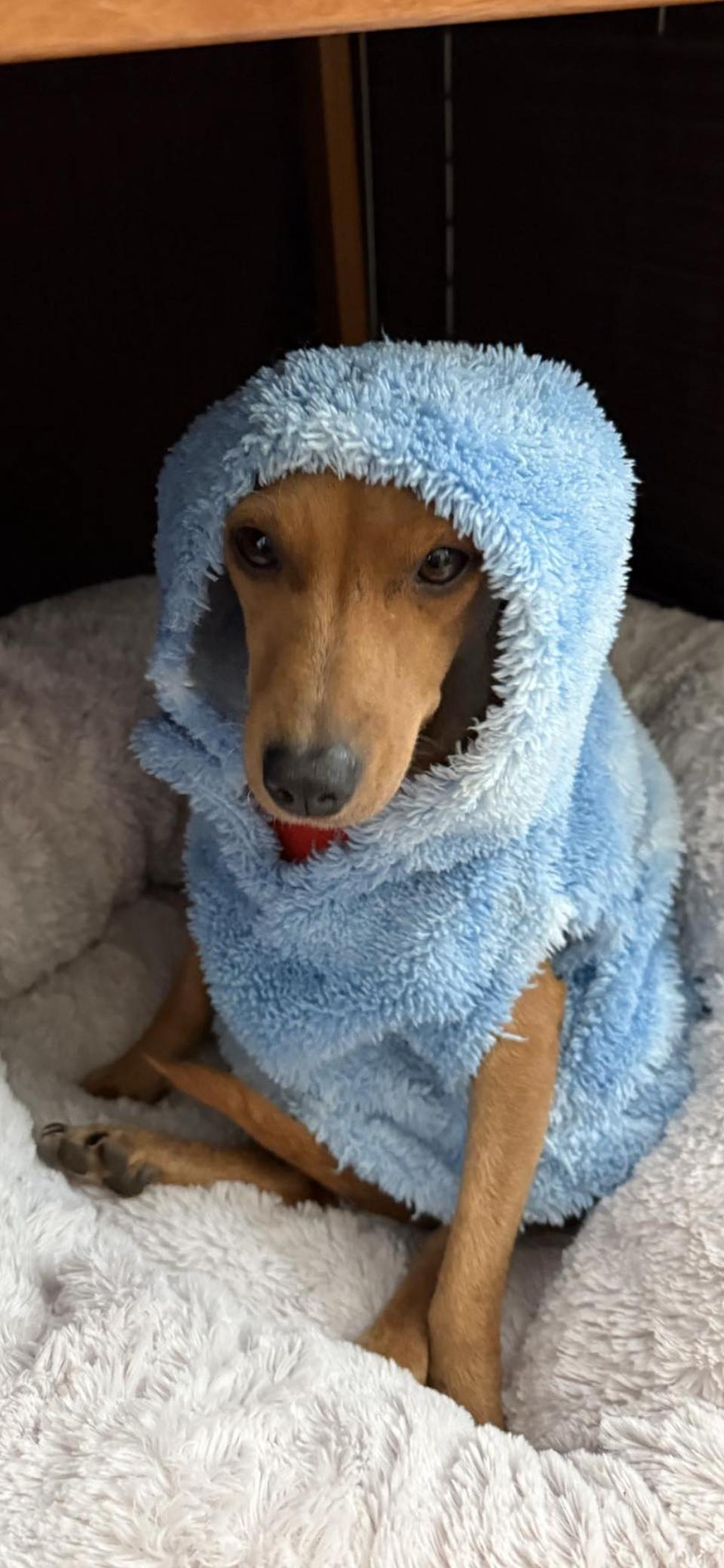 Enlarge Jovi, an adopted mixed breed in Calera, AL image 3/3