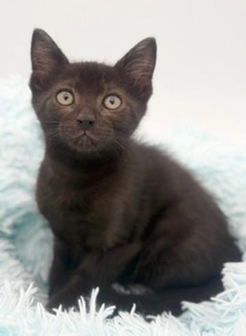 Lychee, an adoptable Domestic Short Hair in Covington, LA image 3/6