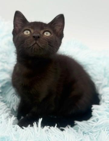 Lychee, an adoptable Domestic Short Hair in Covington, LA image 4/6