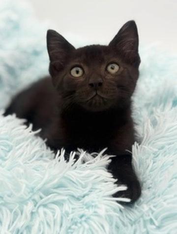 Lychee, an adoptable Domestic Short Hair in Covington, LA image 6/6