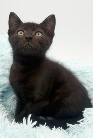 Lychee, an adoptable Domestic Short Hair in Covington, LA image 2/6