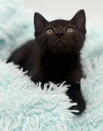 Lychee, adoptable, Kitten Male Domestic Short Hair.