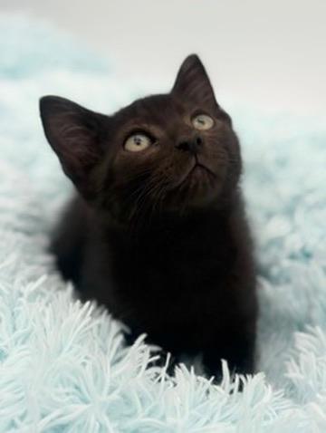 Lychee, an adoptable Domestic Short Hair in Covington, LA image 5/6