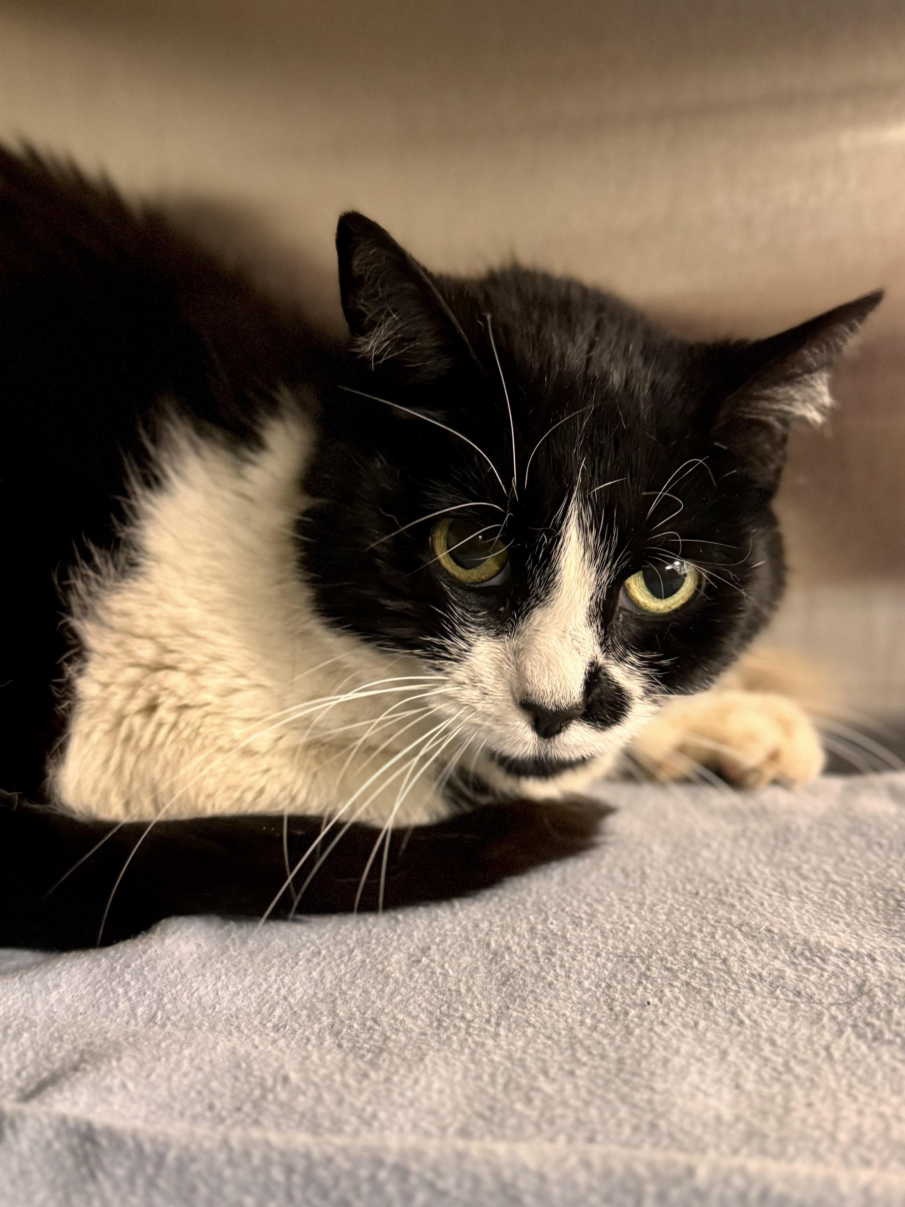 Enlarge Cape, a ADOPTABLE Domestic Short Hair in Midland, MI image 1/2