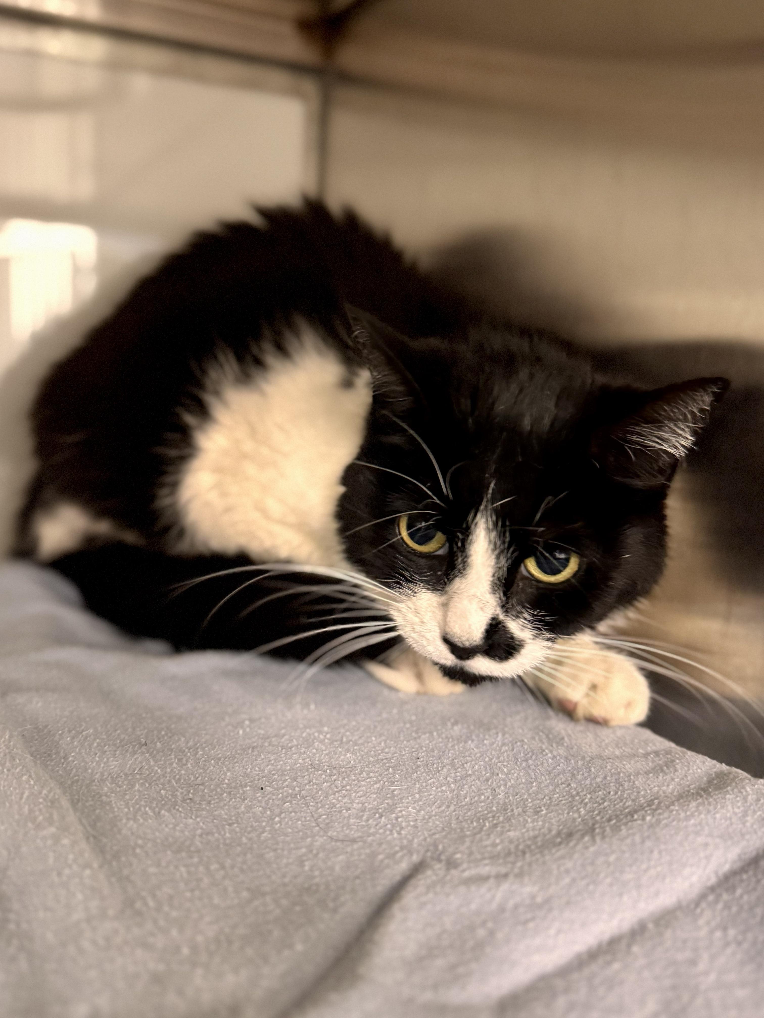 Enlarge Cape, a ADOPTABLE Domestic Short Hair in Midland, MI image 2/2