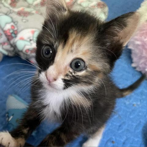 Lenore, a Adopted Domestic Short Hair in Davie, FL image 1/6