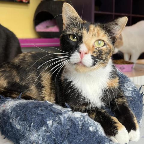 Lenore, a Adopted Domestic Short Hair in Davie, FL image 2/6