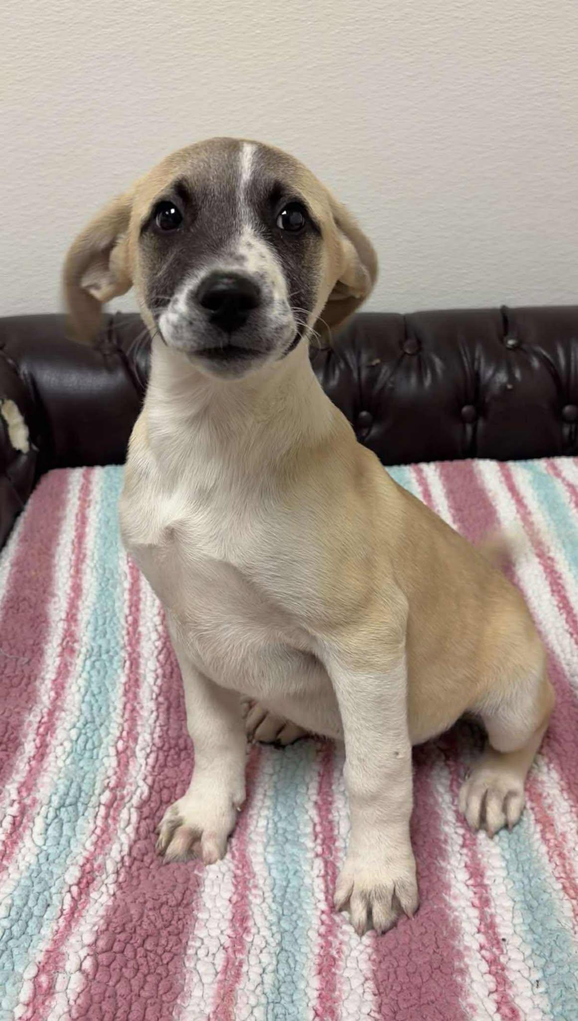 Beefy 5-Layer Burrito