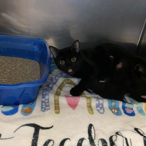 Enlarge Kat, a Adoptable Domestic Short Hair in Burlington, IA image 1/2