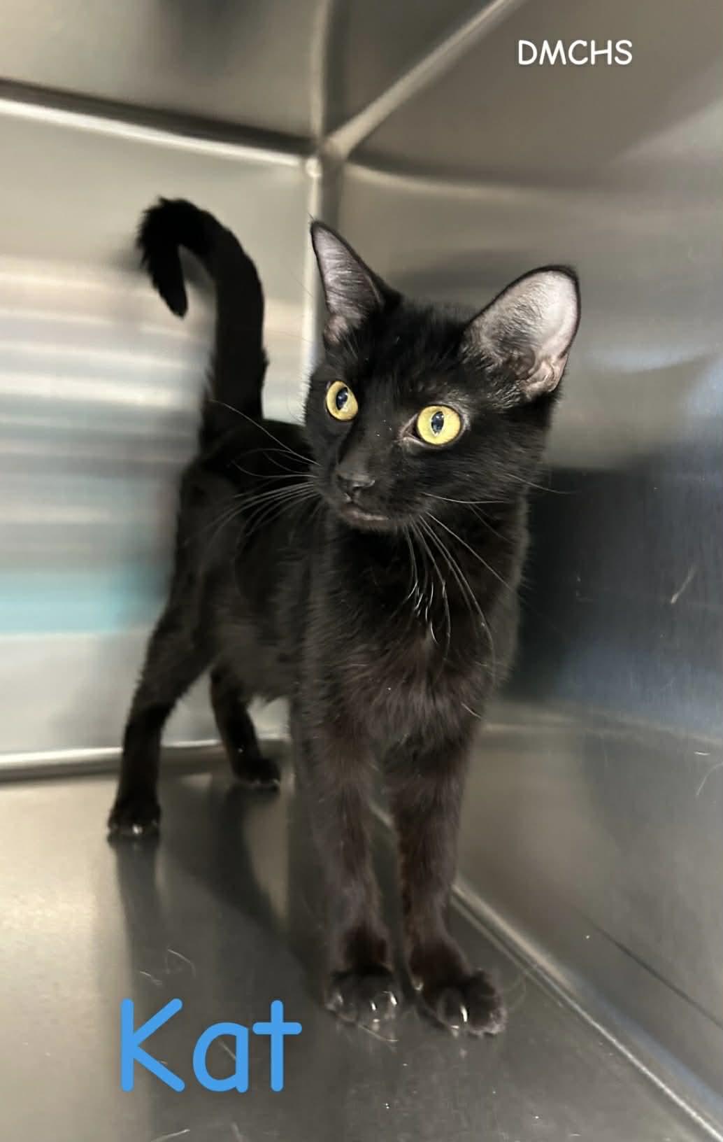 Enlarge Kat, a Adoptable Domestic Short Hair in Burlington, IA image 2/2