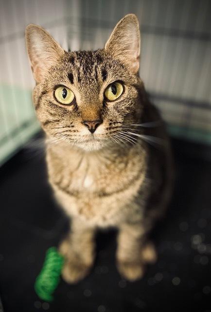 Enlarge Tansey, a Adoptable Domestic Short Hair in Duxbury, MA image 1/4