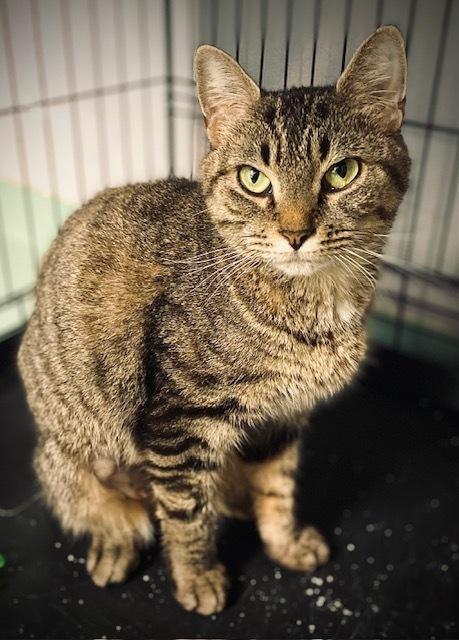 Enlarge Tansey, a Adoptable Domestic Short Hair in Duxbury, MA image 2/4