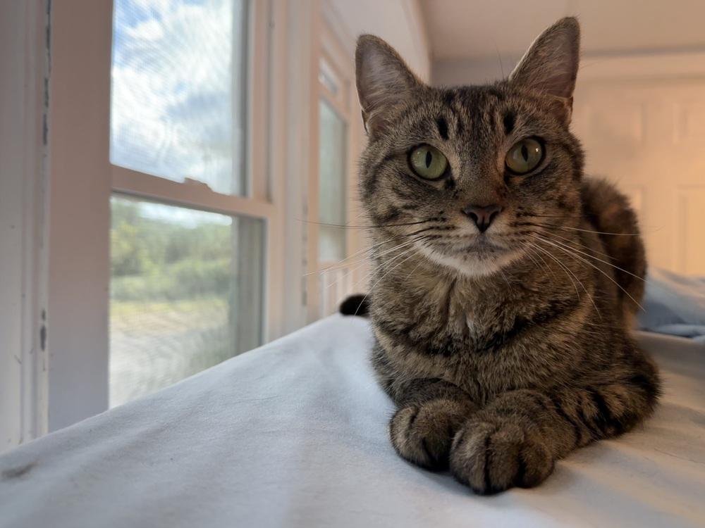 Enlarge Tansey, a Adoptable Domestic Short Hair in Duxbury, MA image 3/4
