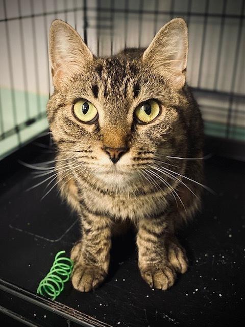Enlarge Tansey, a Adoptable Domestic Short Hair in Duxbury, MA image 4/4