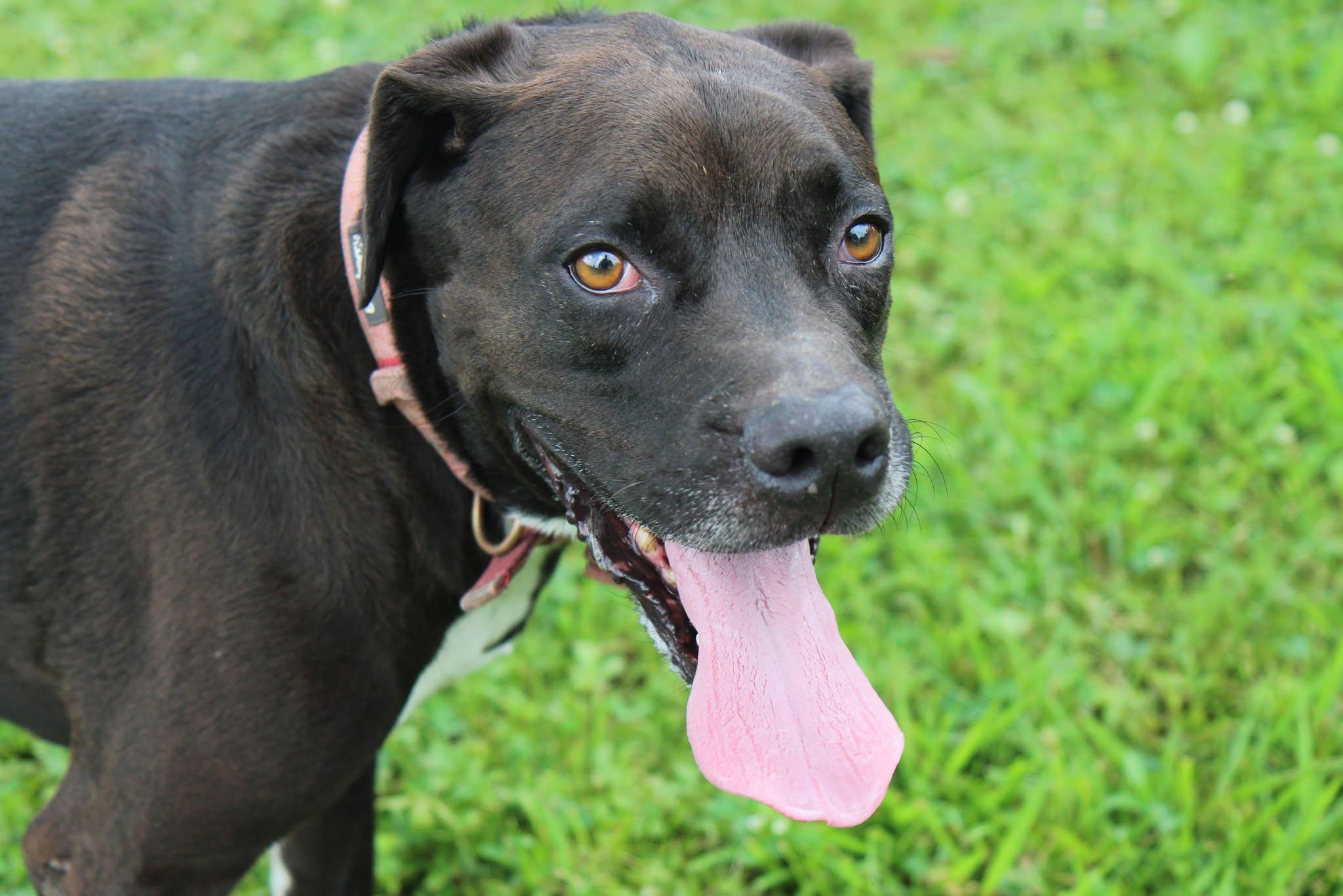 Hank, Adoptable, Adult Male Retriever & Boxer.