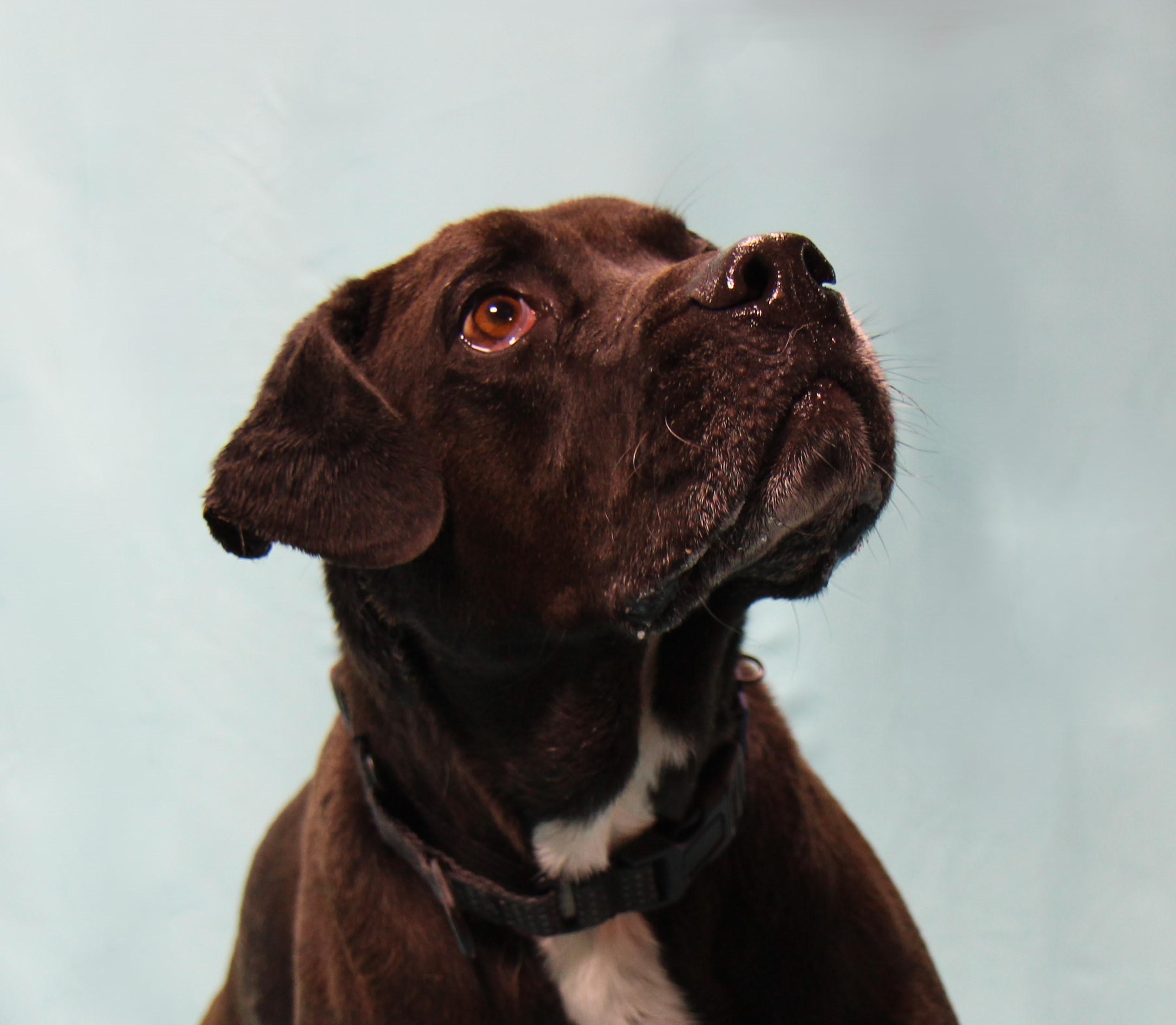 Hank, a Adoptable mixed breed in Plain City, OH image 3/6