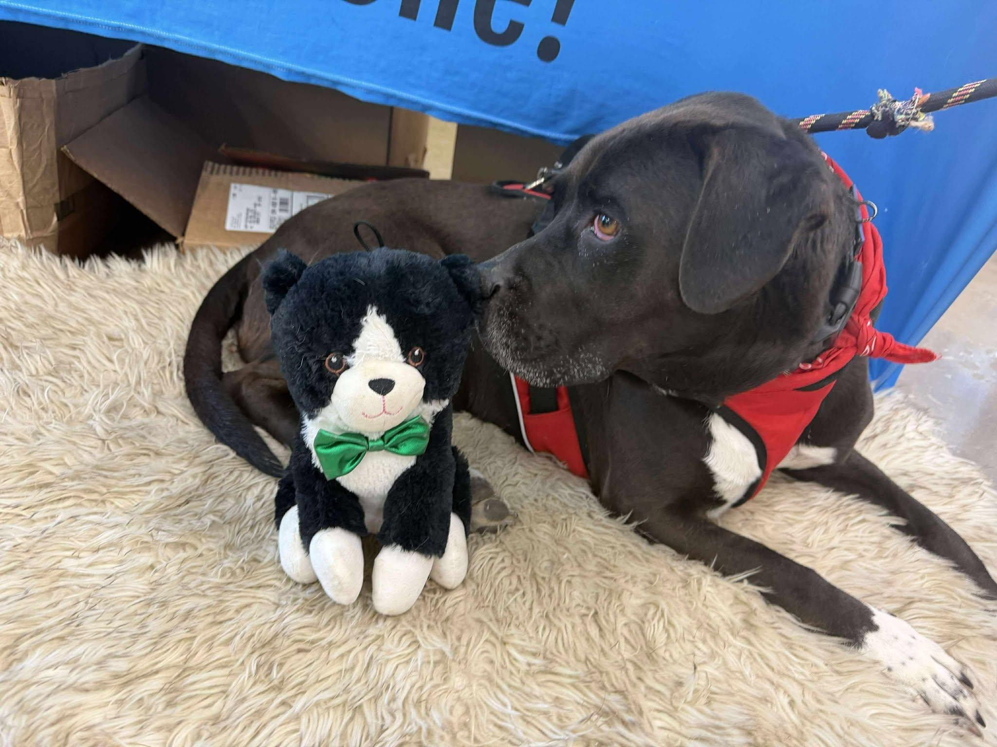 Enlarge Hank, a Adoptable mixed breed in Plain City, OH image 3/4