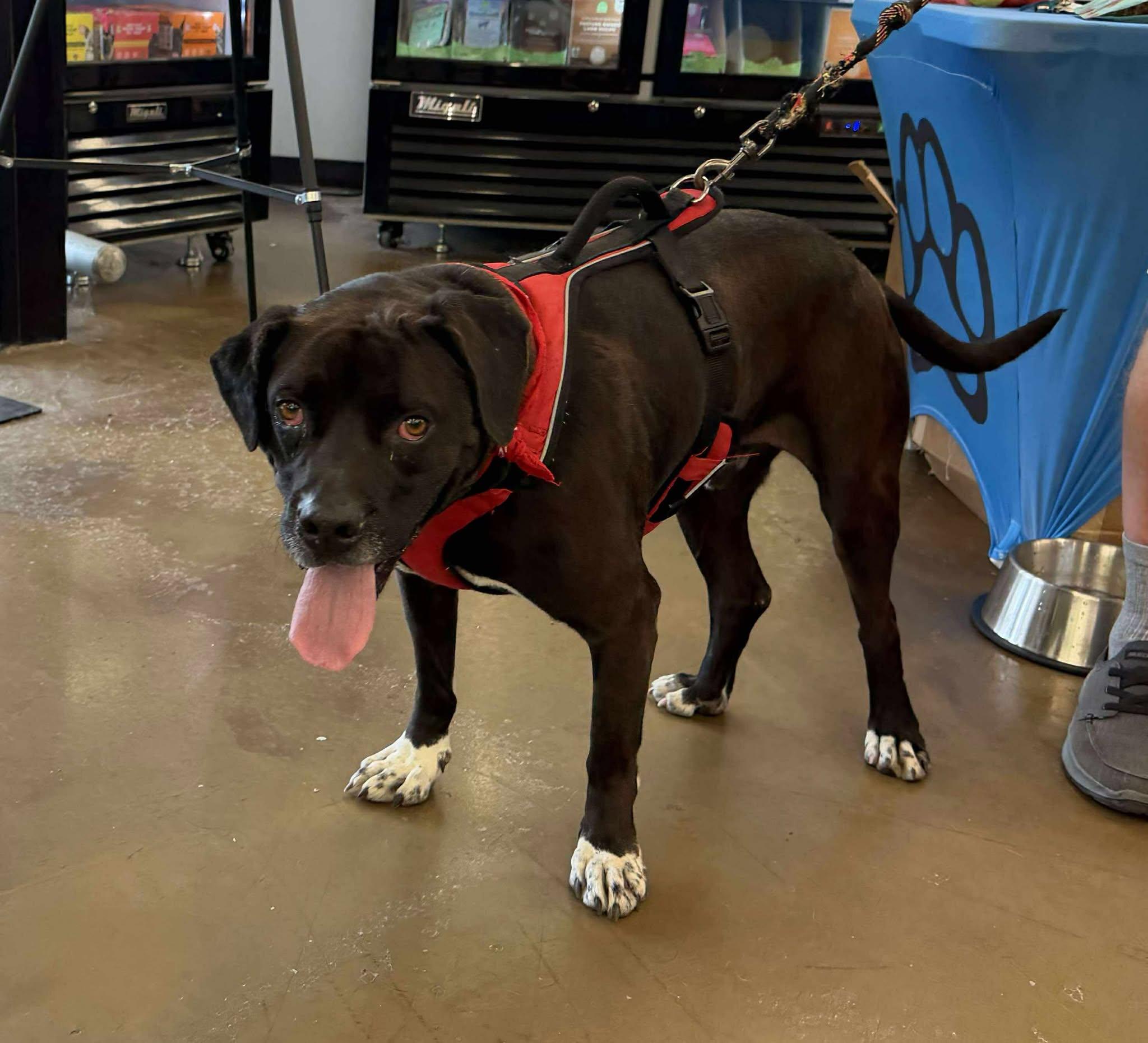 Enlarge Hank, a Adoptable mixed breed in Plain City, OH image 4/4