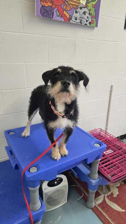 Willie, Adoptable, Young Male Schnauzer & Terrier.