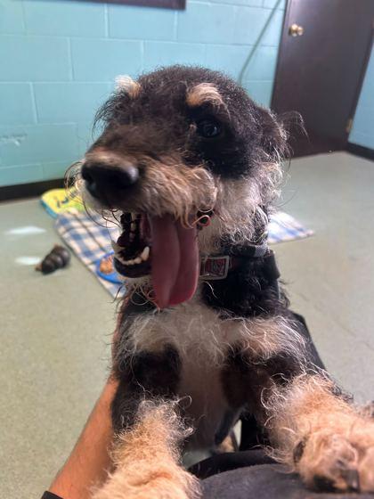 Enlarge Willie, a Adoptable mixed breed in Louisville, KY image 3/3